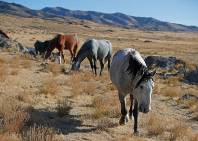 Congress looks to stop horsing around on wild mustangs and burros